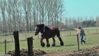 7 heaviest and biggest horses in the world
