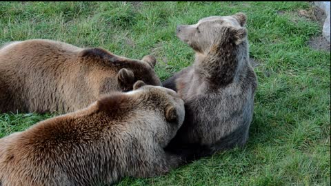 ha See the tenderness of a European brown bear female for her children