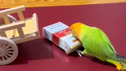 Smart parrot