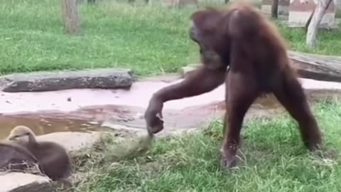 Try not to laugh! Funniest Animal Fails and Bloopers