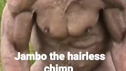 Jambo the hairless chimp