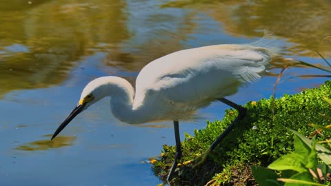 The Great White Egret: Close Up HD Footage (Ardea alba)