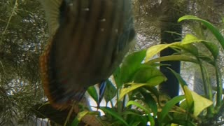 Discus spawn!