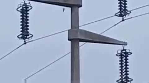 Birds Choose Wrong Place To Perch