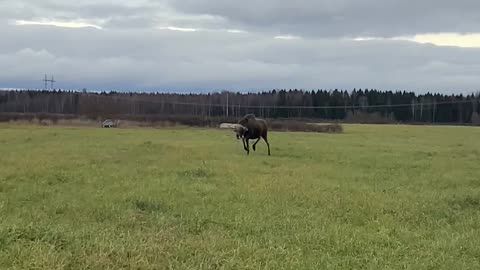 Riding A Moose