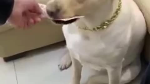 Cute Dog funny moments