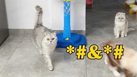 Cats playing With Football 😽⚽ || Ronaldo Cat 😼😁 || 2023