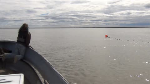 Gillnetting Salmon on the Yukon River in Alaska with yukonjeff