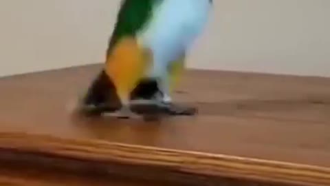 Cutest #Parrot Video - bird Funny video Compilation 2021 #short
