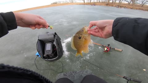 First Fish of 2022 on tiny local pond (Ice Fishing)