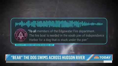 NYC Puppy Rescued After Swimming To New Jersey In Hudson River