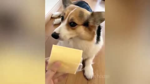 Best funny dog cat video rolling on the floor