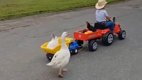 Cute Children Enjoy With His lovey Birds