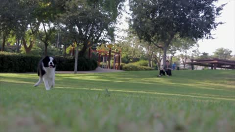 Dog Fetching Park Play Pe