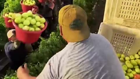 Satisfying videos- workers doing their job perfectly