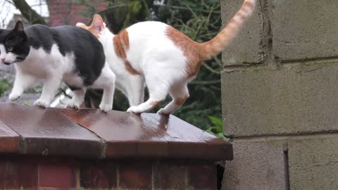 Synchronized Cats