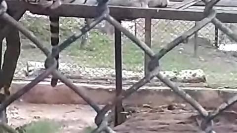 leopards in Zoo