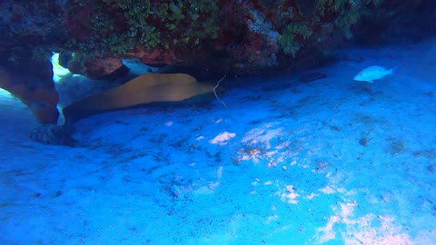 Cozumel Scuba Diving Tormentos Reef Green Moray Eel