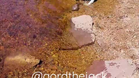 Jack Russell afraid of the water