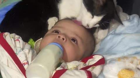 Cat Gently Grooms Blessing