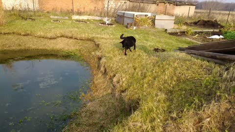 Dog playing home