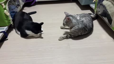 cat fight !!