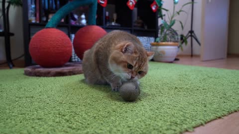 Catnip Ball!