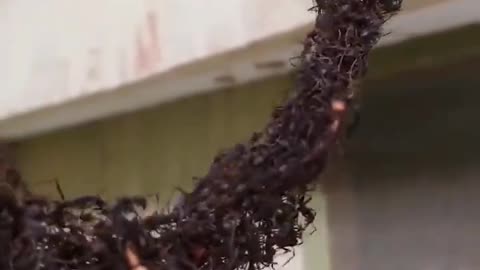 Ants building a living bridge using their own bodies to invade a wasps nest