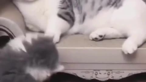 funny cat cute videos 2023