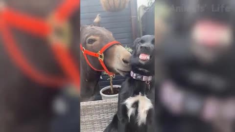 Donkey Playing with Dog