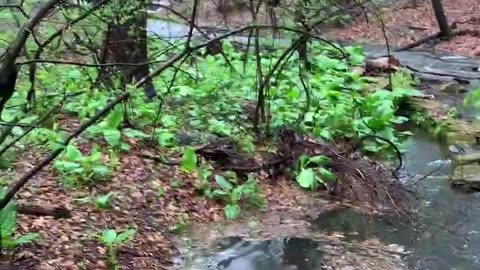 Rapids In Staten Island After Non-Stop Rain