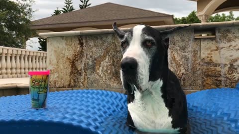 Laid Back Great Danes Enjoy A Five O'Clock Somewhere Dip & Sip in The Pool