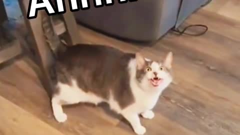 Cat It’s terrible 😫😫#cat #catsoftiktok #funny #funnycat