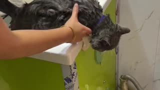 Cats really don't like baths!