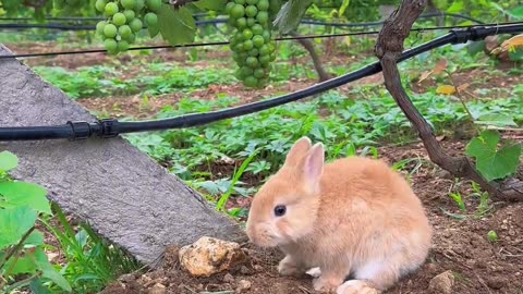 Rabbit eating asmr