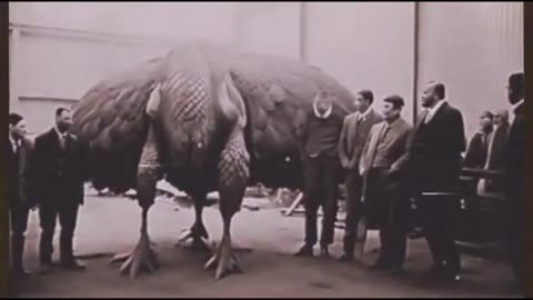 UNKNOWN GIANT BIRDS CAUGHT ON FILM