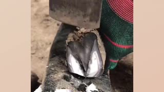 Fixing the Foal's Hooves