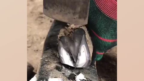 Fixing the Foal's Hooves