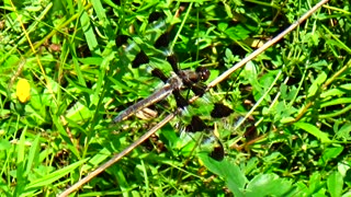 Dragonfly