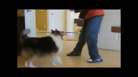 funny videos FUNNY DOG HOT VIDEOS Animal Funny Video 2013_360p