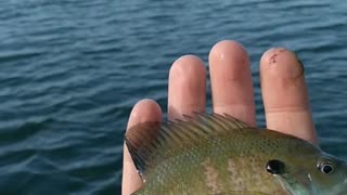 Release of a beautiful little Blue Gill