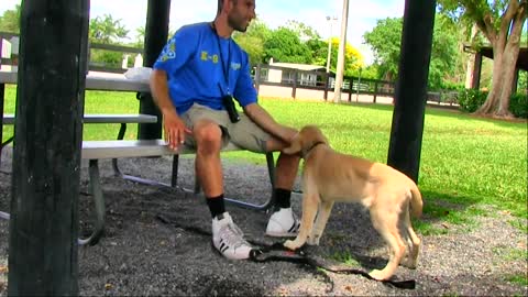 Learn How To train your dog in fun way as they are trained in dog traning academy