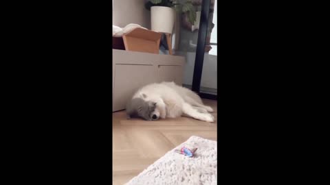 Affectionate kitty can't stop cuddling with fluffy pup