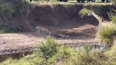 Intense battle between lioness and giraffe over her newborn baby
