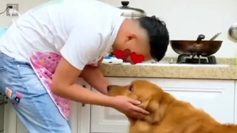 Dogs Helping their owners in their daily jobs - The best dogs in the world
