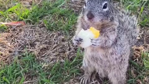 Cutest little squirrel 🐿️