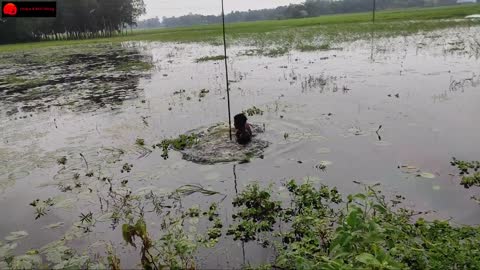 Spearfishing & Catch Huge Fish ❤️ Giant pangasius Hunting ❤️The first Trap Can Catch lot of fish.