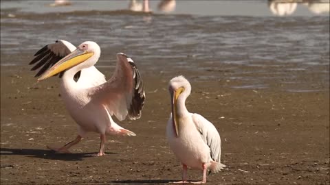 Great white pelican, Lake Nakuru, Kenya Oct 2022
