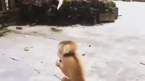 Little Dog run behind monkey