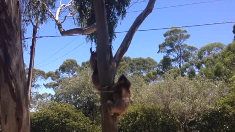 Koala Gets Kicked Out Of Tree and Cries!